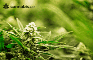 cannabis indica cannabis.pe cannabis medicinal en peru