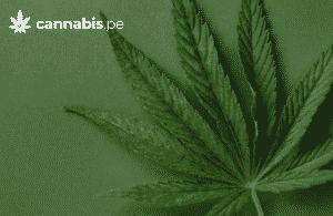 cannabis medicinal ansiedad y depresion cannabis.pe cannabis medicinal en peru - cannabis.pe cannabis medicinal ansiedad y depresion cannabis.pe cannabis medicinal en peru