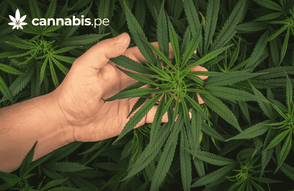cannabis sativa cannabis.pe cannabis medicinal en peru