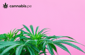 como actua el cannabis cannabis.pe cannabis medicinal en peru aceite cbd thc cannabidiol tetrahidrocannabinol - cannabis.pe como actua el cannabis cannabis.pe cannabis medicinal en peru aceite cbd thc cannabidiol tetrahidrocannabinol