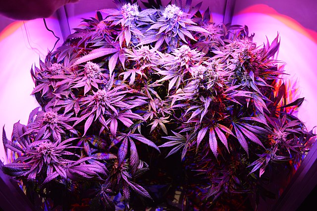 cultivo cananbis indoor cannabis.pe