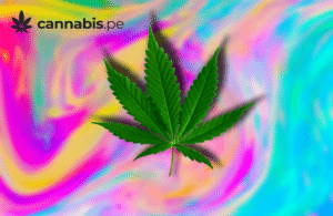 el consumo de cannabis puede llevar a la psicosis cannabis.pe cannabis medicinal en peru
