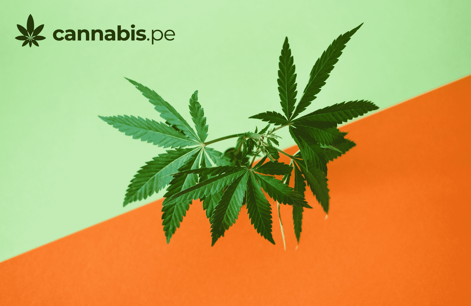 legislacion internacional del cannabis cannabis.pe cannabis medicinal en peru
