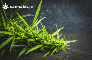 organizaciones peruanas de consumidores de cannabis medicinal cannabis.pe cannabis medicinal en peru