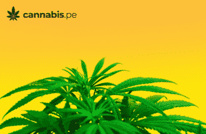 peliculas que hacen referencia al cannabis cannabis medicinal en peru cannabis.pe