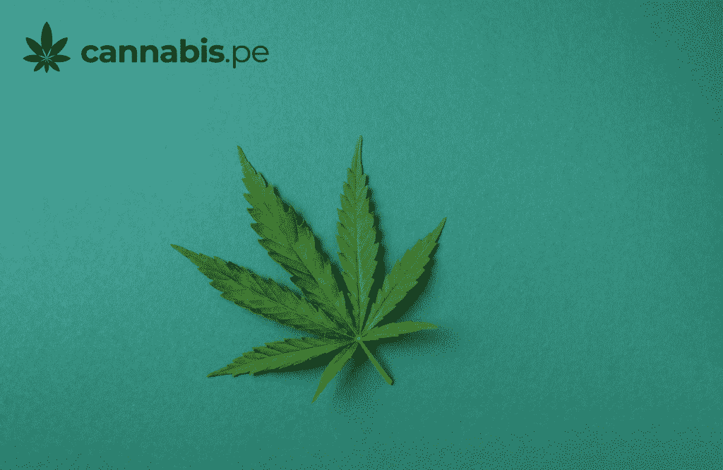 que es el cannabis cannabis.pe cannabis medicinal en peru
