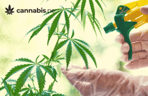 que es la k2 o spice y como afecta el cerebro cannabis.pe cannabis medicinal en peru