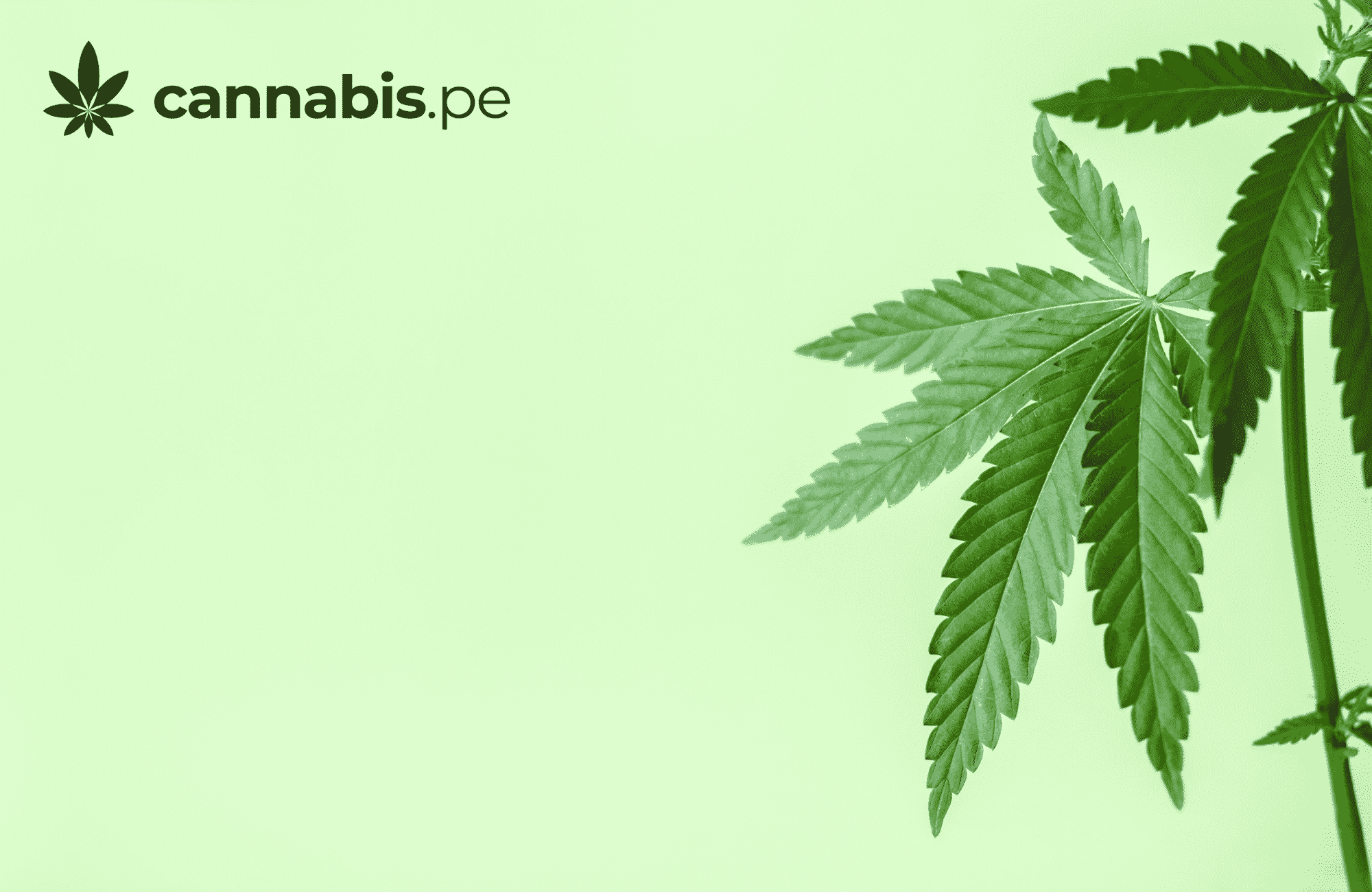 que pasa en los pulmones cuando se fuma cannabis cannabis.pe cannabis medicinal en peru