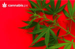 que pasa si alguien quiere dejar de consumir cannabis pero se le hace muy dificil cannabis medicinal en peru cannabis.pe - cannabis.pe que pasa si alguien quiere dejar de consumir cannabis pero se le hace muy dificil cannabis medicinal en peru cannabis.pe