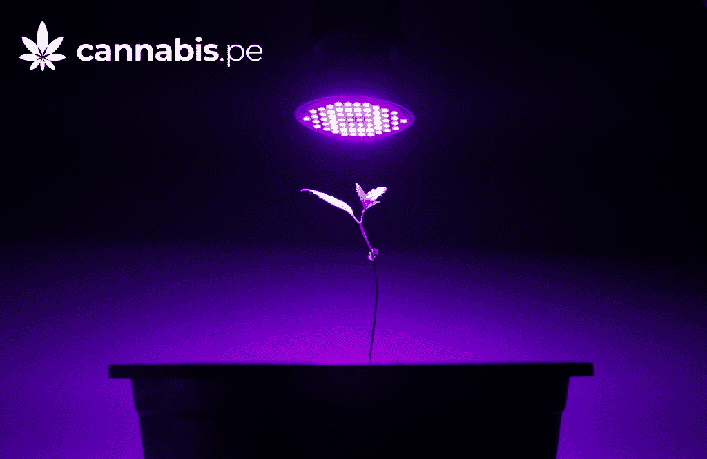 tipos de cannabis cannabis.pe cannabis medicinal en peru