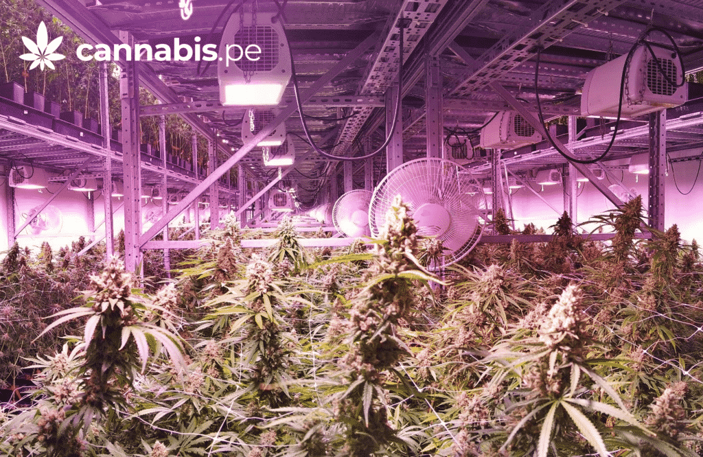 tipos de cultivo de cannabis hidroponico aeroponico vertical cannabis.pe cannabis medicinal en peru