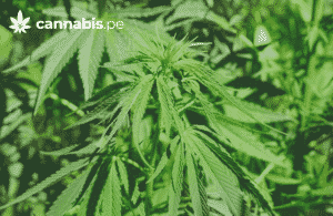tipos de cultivos de cannabis cannabis.pe cannabis medicinal en peru