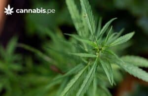 cannabis y el vacio legal en peru cannabis.pe cannabis medicinal en peru
