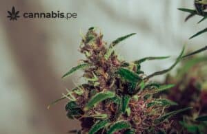 guia para obtener licencias de cannabis en peru cannabis.pe cannabis medicinal en peru