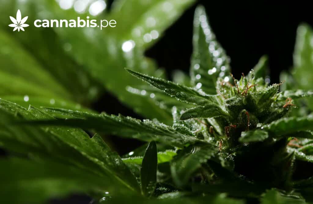 ranking de las drogas mas daninas cannabis.pe cannabis medicinal en peru