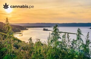 set and setting para el cannabis cannabis.pe cannabis medicinal en peru - cannabis.pe set and setting para el cannabis cannabis.pe cannabis medicinal en peru