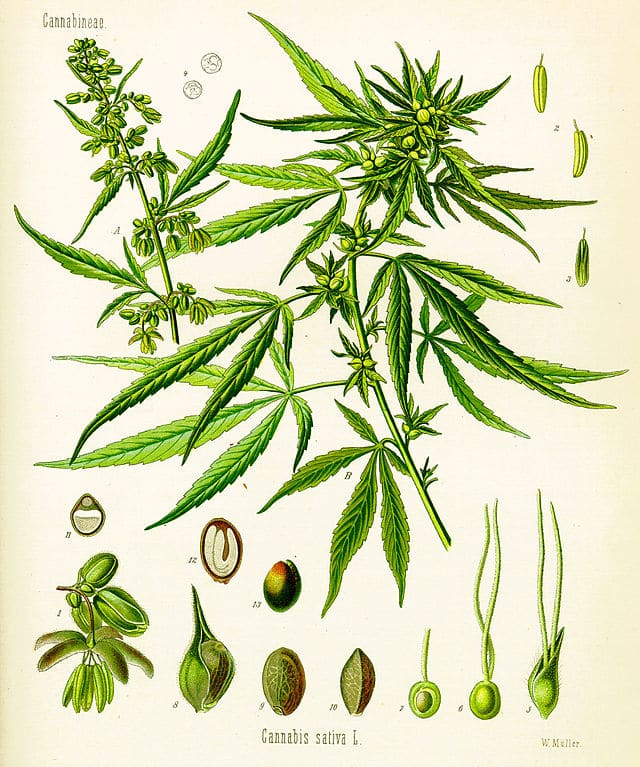 set cannabis.pe